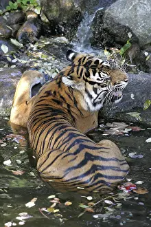 Panthera Tigris Sumatrae, Sumatran tiger