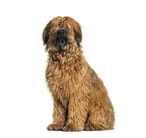 Panting Fawn Briard dog sitting in front