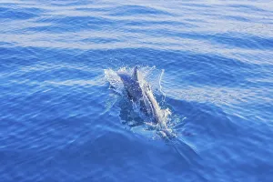 Pantropical spotted dolphin (Stenella attenuata) swimming