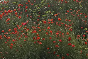 Framed Print : Papaver, poppy Framed Print : Papaver, poppy
