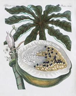 Papaya of papaya tree (Carica papaya)