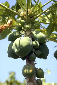 Papaya on tree, Amreli, Gujarat, India