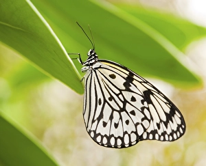 Paper Kite or Large Tree Nymph (Idea leuconoe)