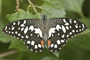 Papilio demoleus