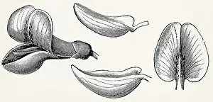 Papilionaceous flower (Cytisus): standard (banner)