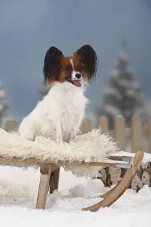 Papillon, Butterfly Dog, Continental Dwarf Spaniel