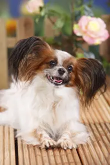 Papillon, butterfly dog, continental dwarf spaniel