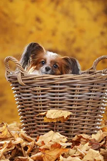 Papillon, butterfly dog, continental dwarf spaniel looks out of basket in autumn leaves