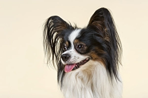 Papillon dog, 4 years, tricolor