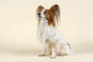 Papillon dog, male, 7 years, colour white sable