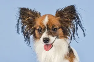 Papillon, male, 18 months, colour white sable