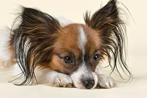 Papillon, male, 18 months, white sable