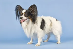 Papillon, male, 4 years, tricolor