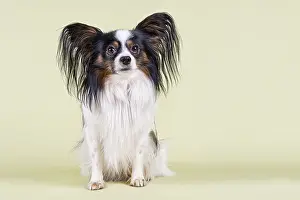 Papillon, male, 4 years, tricolour