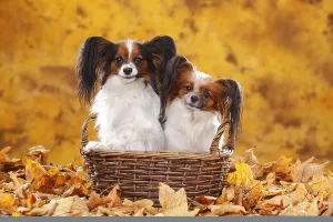 Papillons, Butterfly Puppies, Continental Dwarf Spaniel