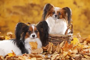 Papillons, Butterfly Puppies, Continental Dwarf Spaniel