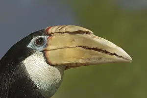 Papua hornbill (Rhyticeros plicatus)