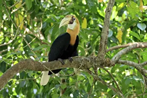Papuan Hornbill (Rhyticeros plicatus)