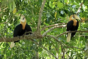 Papuan Hornbill (Rhyticeros plicatus)