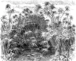 Papyrus plants (Cyperus papyrus) near Syracuse