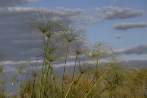 Papyrus Reed Islands, Moremi Game Reserve
