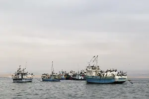 Paracas, Peru, September 12, 2015: Pelicans sitting on a fishing boat anchored in the bay