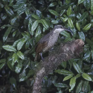 Paradise Rifle-bird (Ptiloris paradiseus)