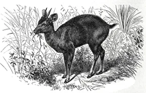 Paraguayan big mazama, Mazama rufa