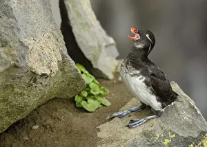 Parakeet Auklet (Aethia psittacula) calling