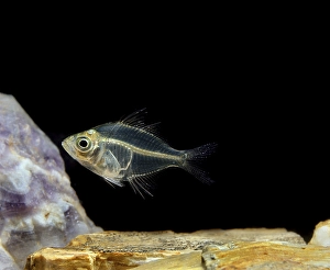 Parambassis lala, Pseudambassis lala