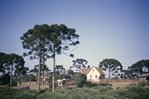 Parana pines, Araucaria angustifolia, growing around a farmhouse on a farm near Curitiba, Parana state, Brazil 1962