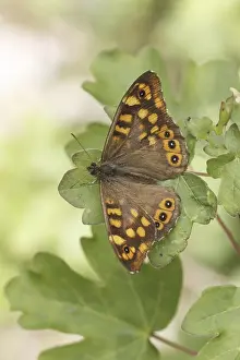 Pararge aegeria, ssp. aegeria, Waldbrettspiel