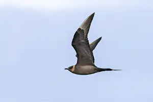 Parasite predator gull, Stercorarius parasiticus
