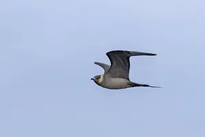 Parasite predator gull, Stercorarius parasiticus