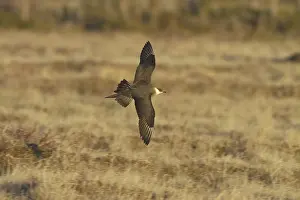Parasitic Jaeger (Stercorarius parasiticus) flying