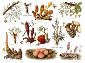 Parasitic plants, historical illustration