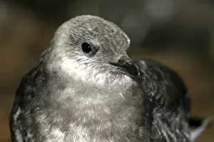 Parasitic skua (Stercorarius parasiticus)