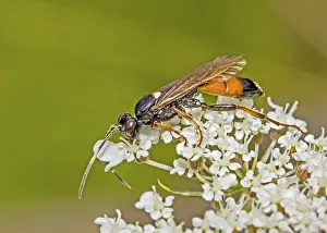 Parasitic wasp Ichneumon Suspiciosus'<br> Parasitic wasp Ichneumon Suspiciosus