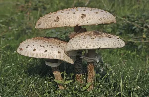 Parasol (Macrolepiota procera)