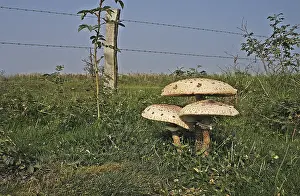 Parasol (Macrolepiota procera)