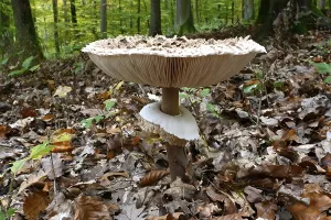 Parasol mushroom, Parasol, giant umbrella mushroom (Macrolepiota procera)
