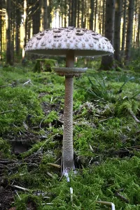 Parasol mushroom, Parasol, giant umbrella mushroom (Macrolepiota procera)