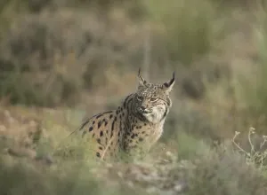 Pardell Lynx female, Iberian Lynx (Lynx pardinus)