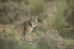 Pardell Lynx female, Iberian Lynx (Lynx pardinus)