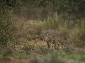 Pardell Lynx female, Iberian Lynx (Lynx pardinus)