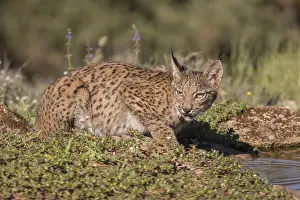 Pardell Lynx female, Iberian Lynx (Lynx pardinus)