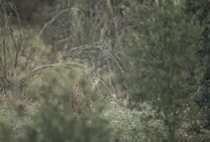 Pardell Lynx female, Iberian Lynx (Lynx pardinus)