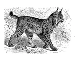 Pardelluchs, also called Iberian Lynx (Lynx pardinus)