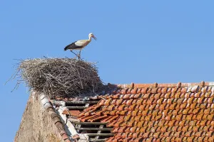 Parent stork stands in nest on building with blue sky