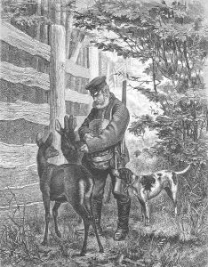 The park forester feeds the trusting deer in the nature park
